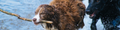 forrealdogs.com